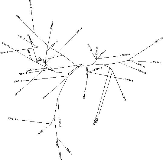 Subject 3 Unrooted Tree