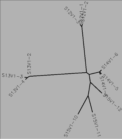 Unrooted Genetic Tree of Selected Sequences of Subjects 12, 13, 14, and 15
