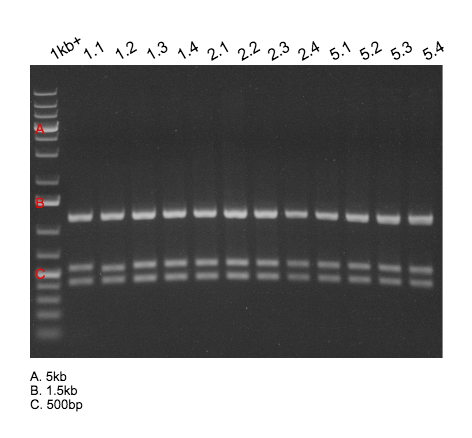 File:2015-04-29 DBN004 pSB1A3 SpeI ApaLI digest annotated.png