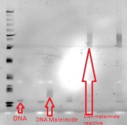 File:Figure 23-Shows the smearing further up on the gel from where the DNA-Maleimide alone is shown, which proves the reactivity of the DNA..jpg