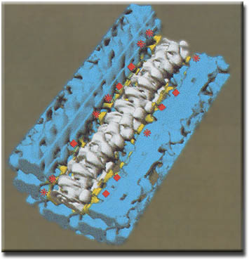 Crystallographic reconstruction of the acrosomal bundle showing extensive interfilament interactions