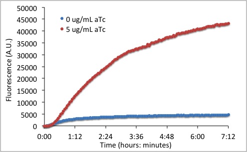 neg auto plasmid