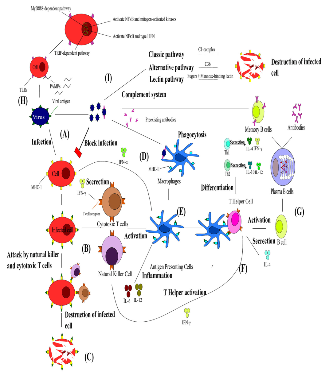Complement Pathway