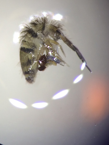 File:Sydney Murphy UFO.jpg