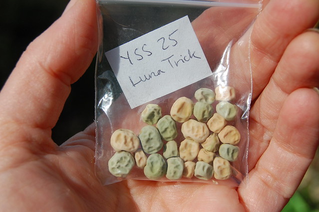 File:4328227683 d30dbe6884 z.jpg