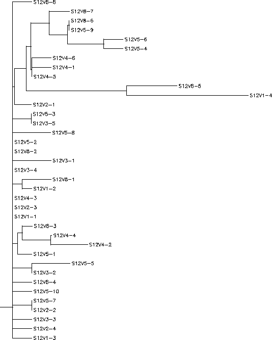 Subject 12 Rooted Tree