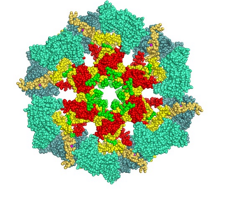 File:Camkii open close.jpg