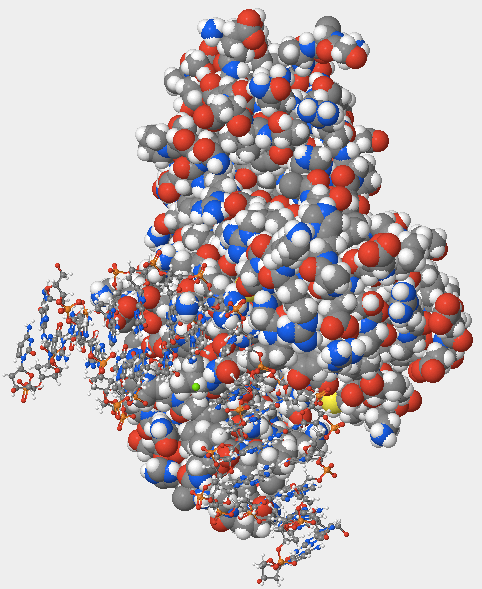 hOGG1 space filling model. The DNA is easily visible.