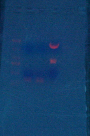 File:20120221 13565(small).png