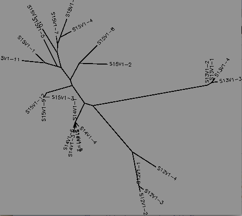 Unrooted tree of HIV-1 viral strains for subjects 15,14,13 and 12 for visit 1
