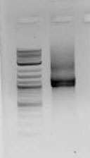 File:Gid 2009-11-04 10hr 15min.jpg