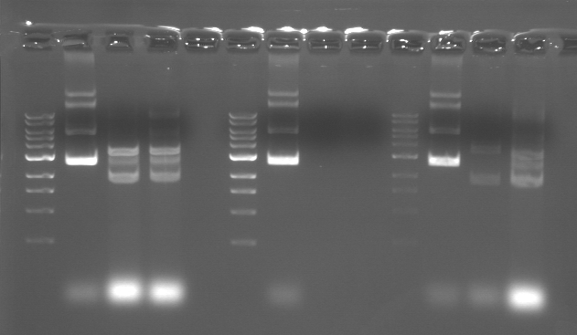 File:M2D5 Pink Purple Silver.jpg