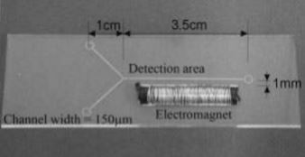 Figure 5. Ferrofluid suspension and a non-ferric solution enter on the left and come together at the Y junction. The fluids pass an electromagnet before exiting on the right.[6]