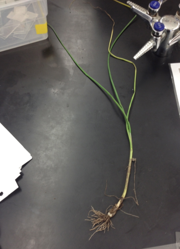 File:Plant1katrina.jpg