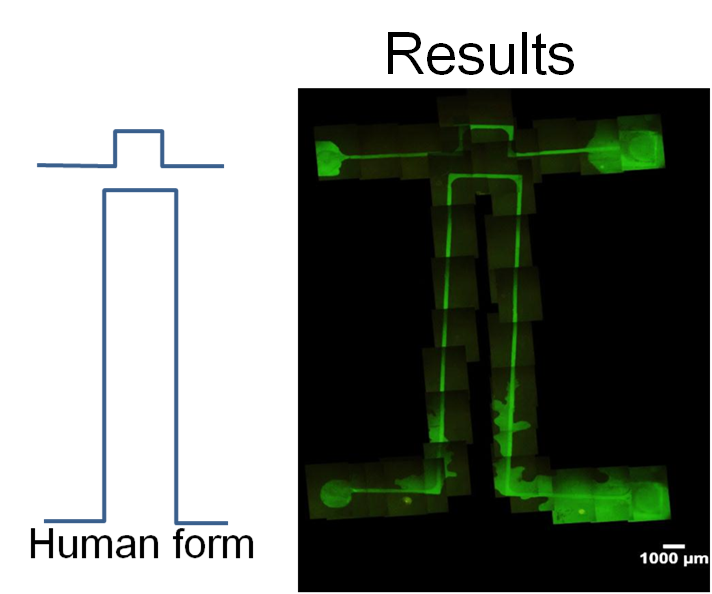 File:BIOMOD Tokyo 20111101 humanformmicrochannel2.png