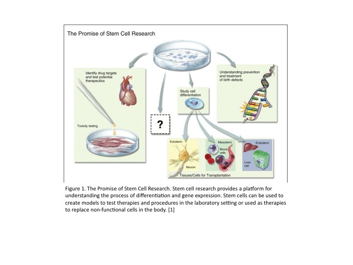 File:NR stemcellpromise.jpg