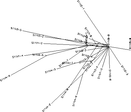 Subject 11 Unrooted Tree