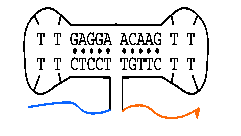 Fig. 3 structure of a dumbbell hairpin