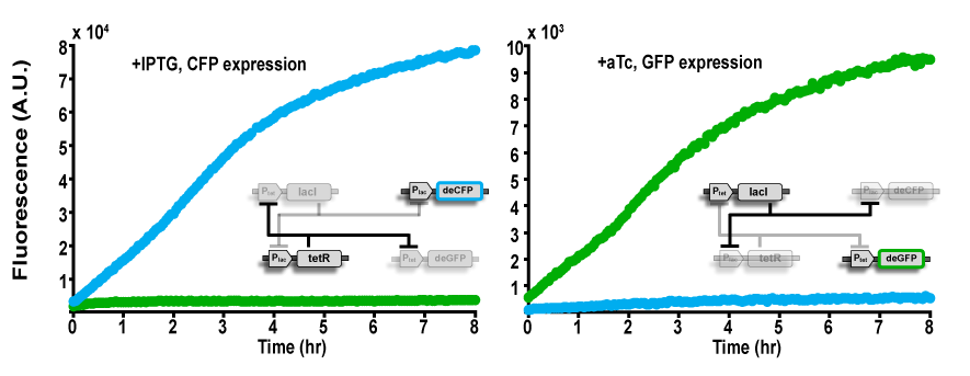 bistable plasmid graph