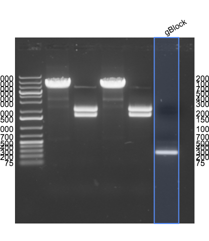 File:2015-04-07 gBlock PCR product gel annotated.png