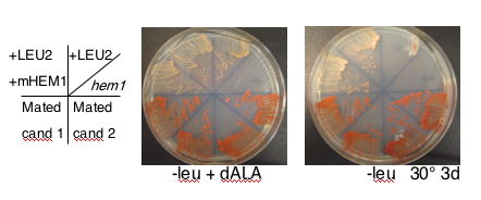 File:Macintosh HD-Users-nkuldell-Desktop-mHEM1strain -leu.png