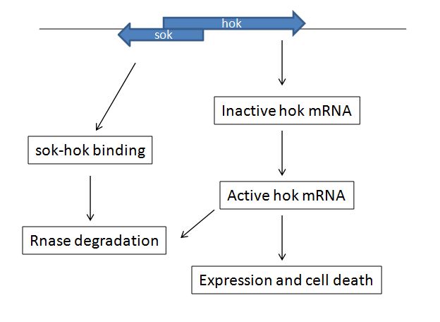 Hoksok TA System in E. coli