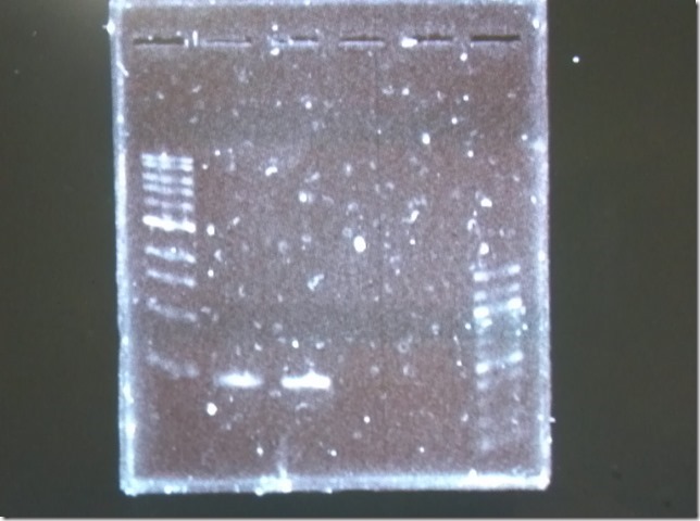 Deb's PCR Product Gel.jpg