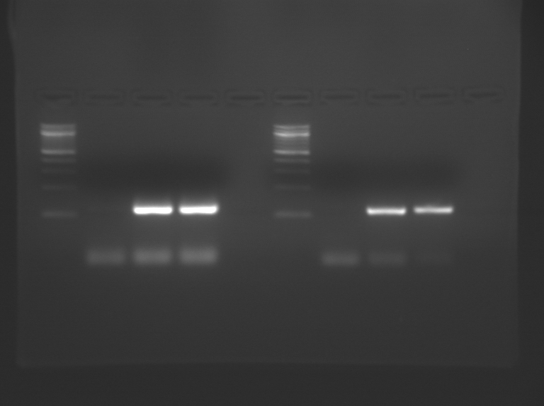 File:S10 M1D2 TR Blu-Red.jpg