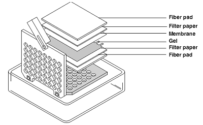 Gel Sandwich Depiction