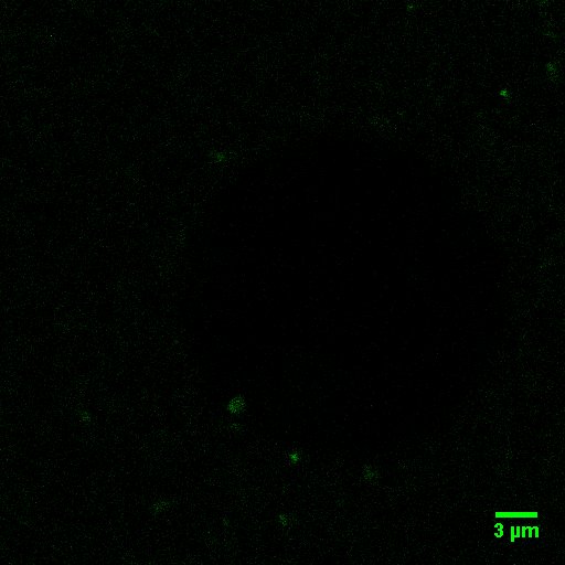 File:BM12 nanosaurs Control guvs+luvsPS no ring2SBgreen.jpg