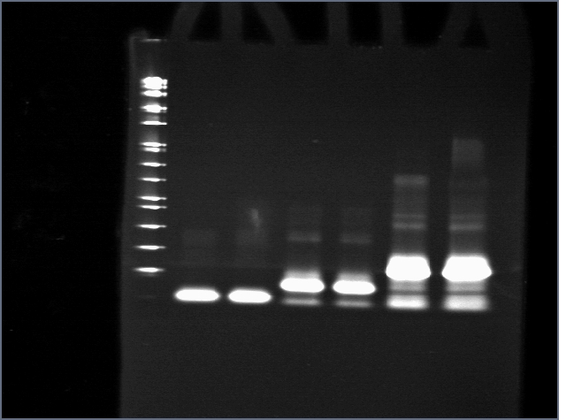 File:Cst801adapt35DNA.jpg