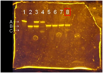 Figure1.the result of PAGE of φ200 nm polystyrene beads using NHS and EDC.