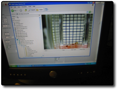 File:AM Tobacco Seeds-Cuvette software.jpg
