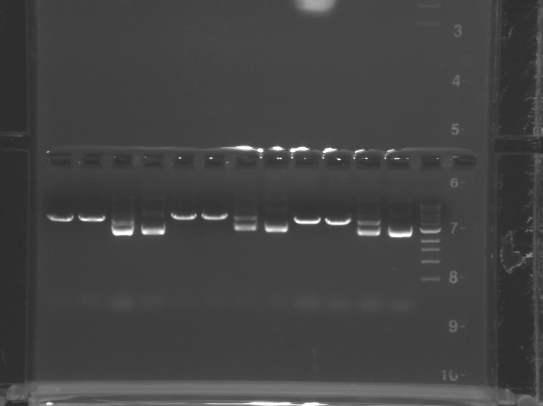 File:F12 M1D5-WF-Blu.jpg