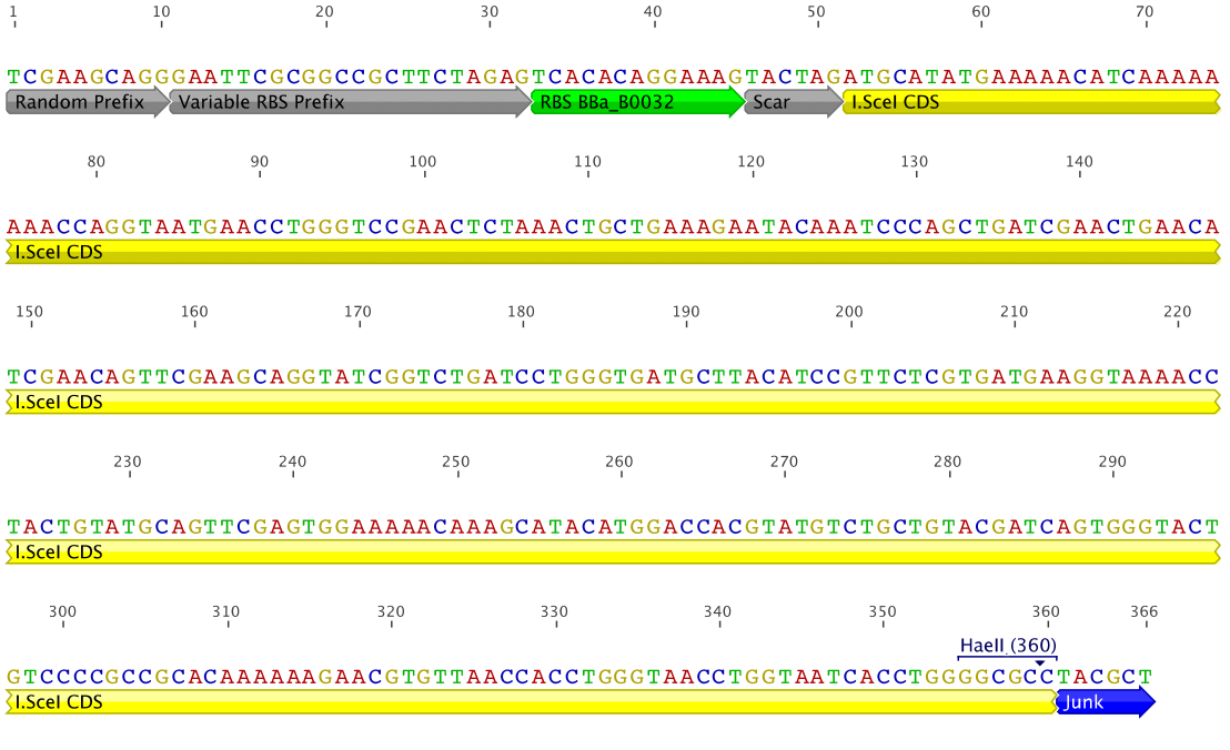 Figure 5 : RBS_ISceI fragment 1