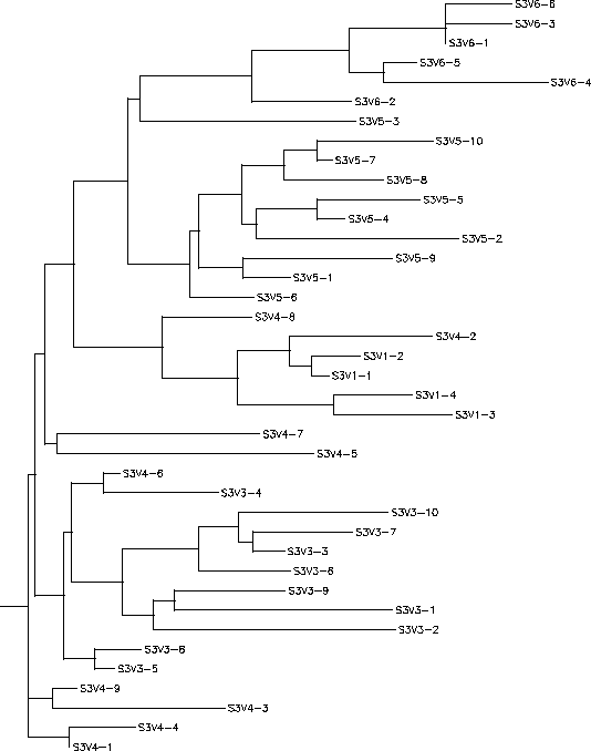 Subject 3 Rooted Tree