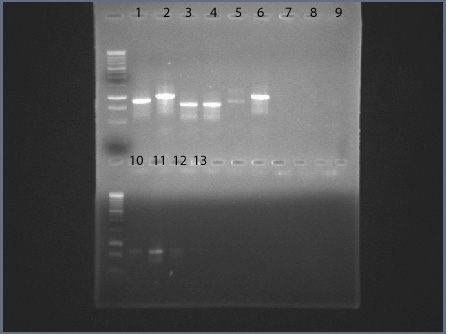 File:04dec09 Gel HIS text.jpg