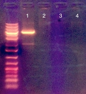 File:KAH040113 gel1.jpg