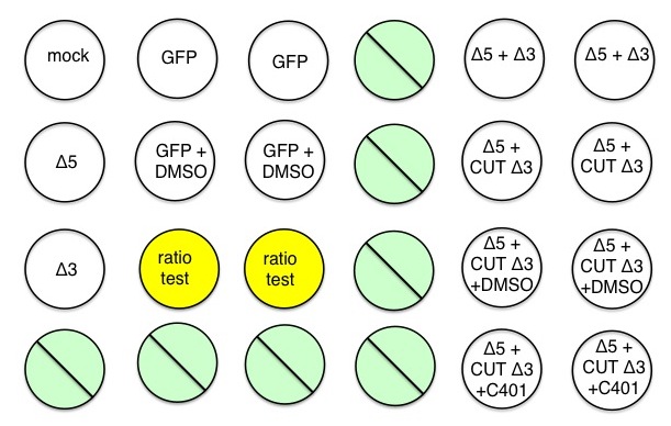 File:F13 M1D6-layout.jpg
