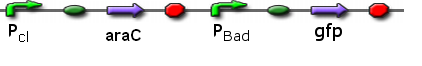 pBad promoting GFP and pcI promoting araC