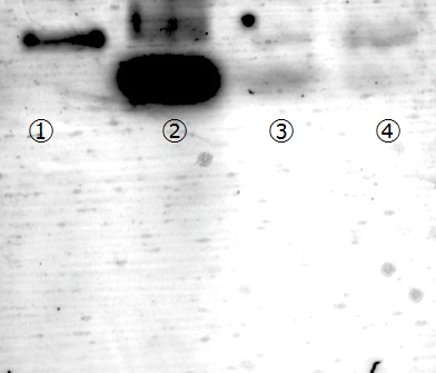 File:Peg 2011-10-25.jpg