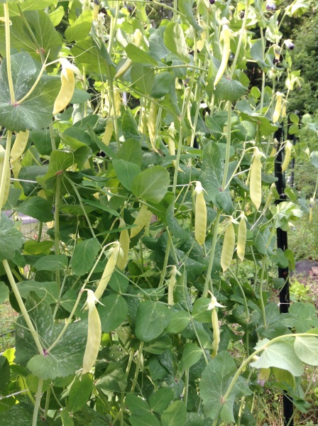 File:Golden Sweet row.jpg