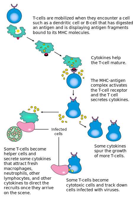 Mechanism of T cells in the immune system [X10]