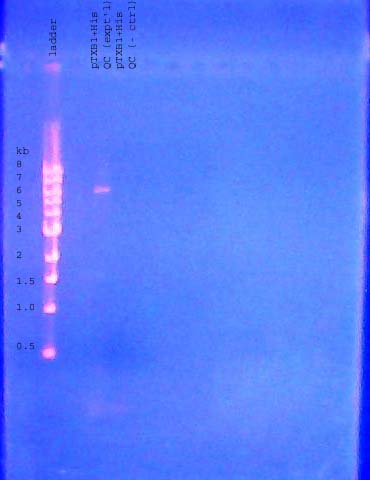 File:DNA gel 110613 annotated.jpg