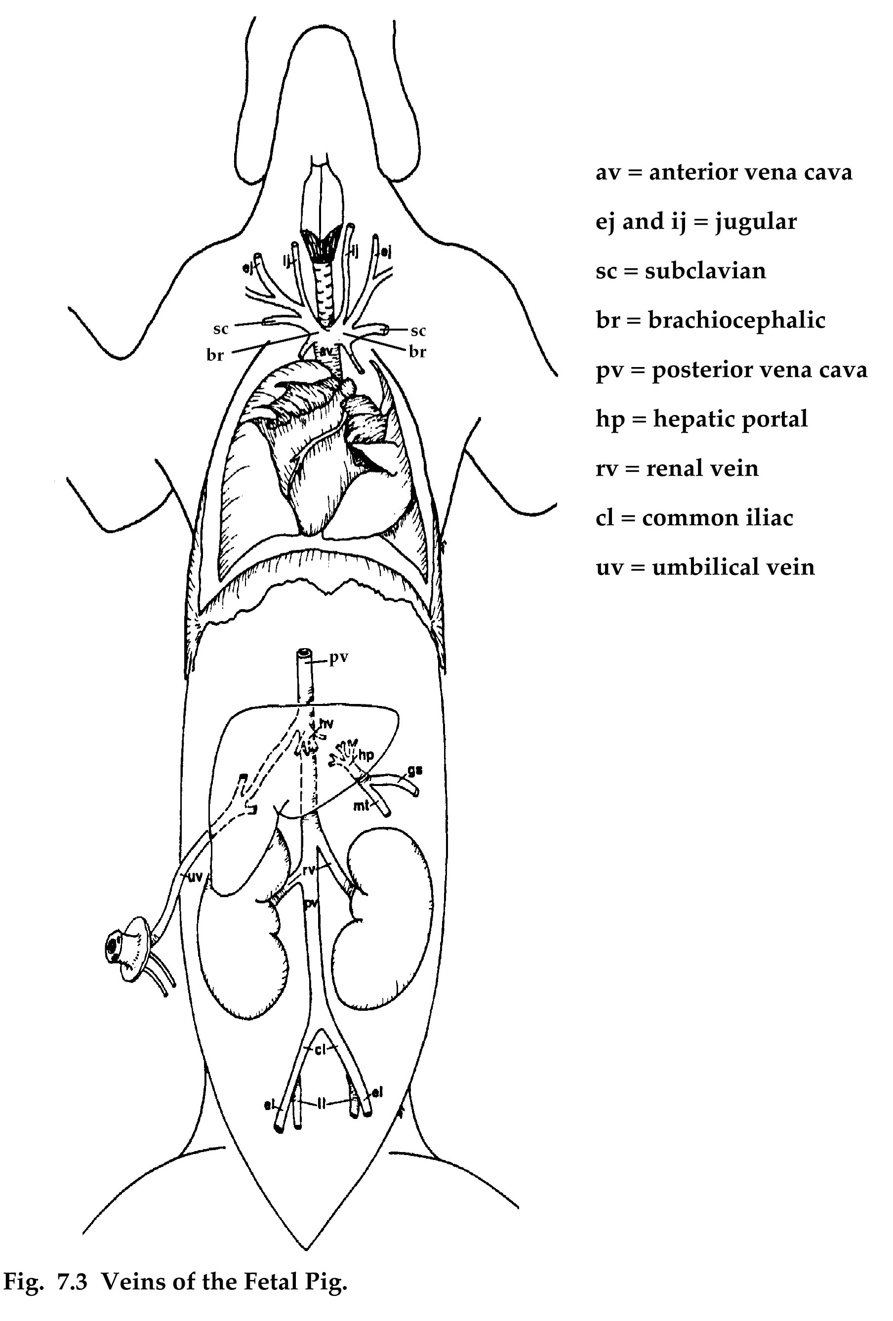 Veins of the Fetal Pig