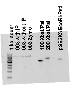 Gel extraction test.
