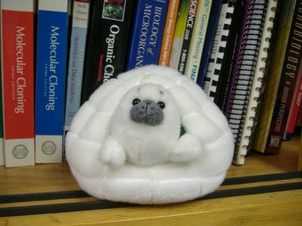 File:1 268864580l.jpg