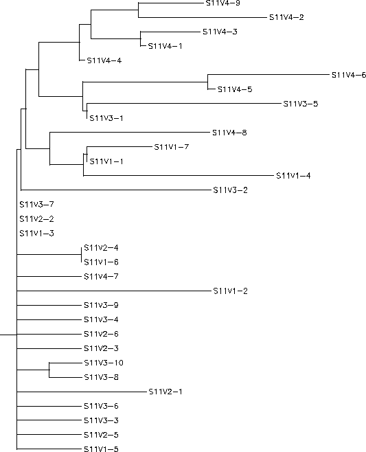 Subject 11 Rooted Tree