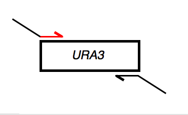 File:Macintosh HD-Users-nkuldell-Desktop-URA3fwd landing.png