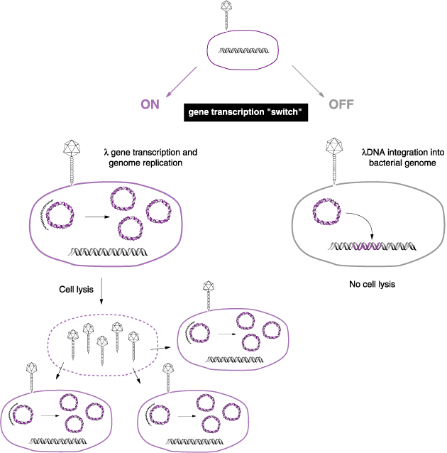 A schematic of lambda's life cycle.